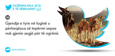 Cicërima profetike