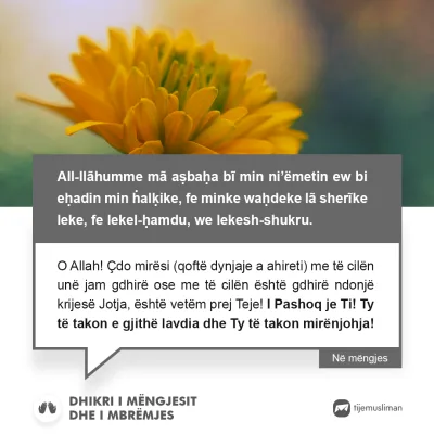Lutjet e Jetës